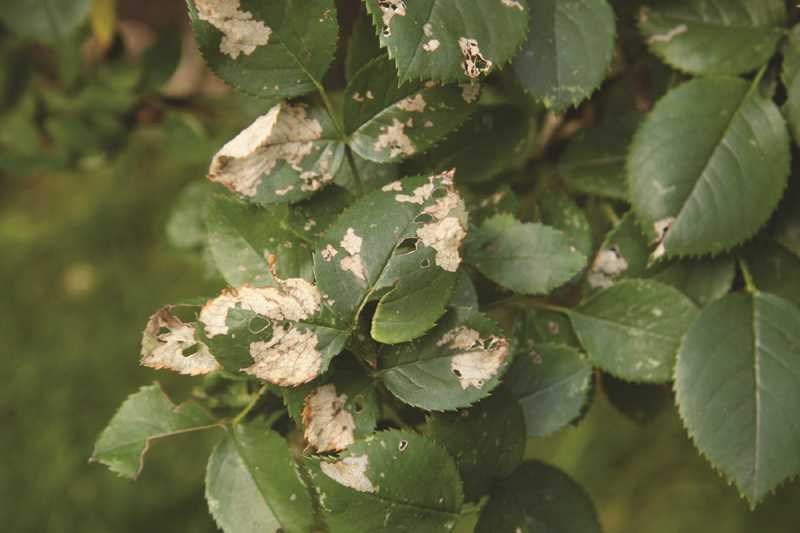 Does magnesium give you high blood pressure Images of rose leaf diseases